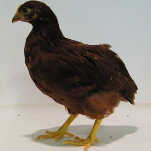 "Rosie" Rhode Island Red @ 7 wks