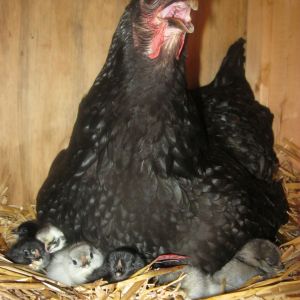 Snuggle Chicks Day 1-2 of hatching!