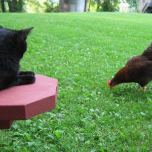 Lulu thinks the chickens are here sisters.  It's great.