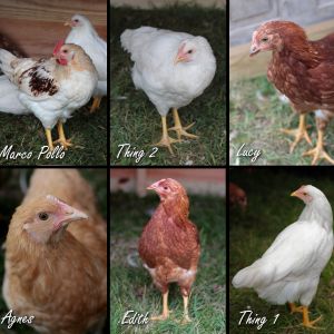 2014 Flock: 4 Marans, 3 Red Sexlinks, 2 Tetra Tints & 1 Buff Orpington
1 roo, 3 suspected roos, 6 pullets