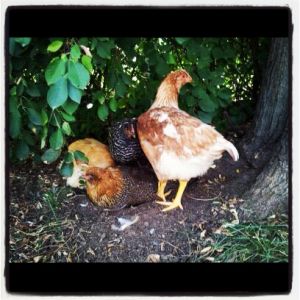 My ladies - barred rock, easter egger, buff O, and red sex-linked