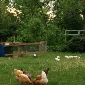 Broilers and layers foraging