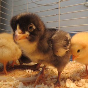 Baby photo of our chickens. This is one of the barred rocks