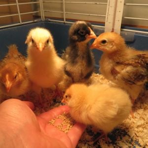 Our flock consists of two barred rocks, two buff orpingtons, and two Rhode Island reds. Here they were about 2.5 weeks old.