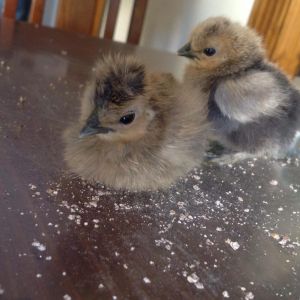 * Romeo (left/front)
* Juliet (centre) 
* Articuno (right/back)
Silkie Chicks