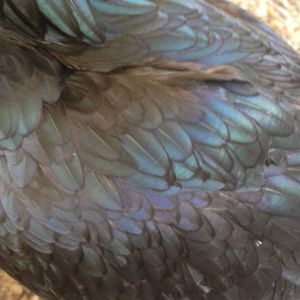 Close up of Annie's pretty feathers