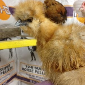 DORY! my buff silkie that has a constant twitch!