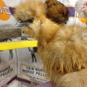 DORY! my buff silkie that has a constant twitch!