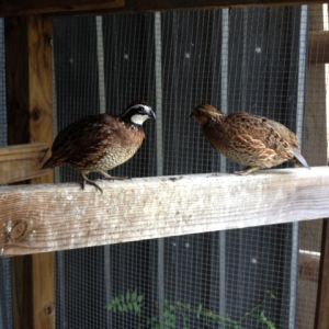 BOBWHITE Quail