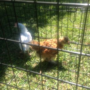 babies in the fresh air (leghorn rooster and easter egger)