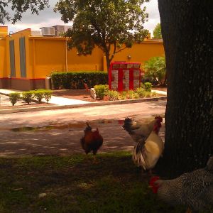 Oviedo, Florida is a chicken friendly town. We have a local population of a few dozen birds who populate our small community. The bravest, and funniest, are the roosters who protest outside of Popeye's Chicken. Here they are today in the shade as it is hot. They will stand outside the front doors and shake patrons down for fries.