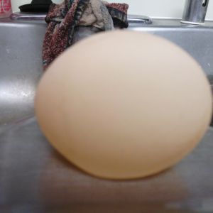 very first egg from one of them (thinking the Black sex link). Water balloon feel.
6/28/14
born Feb. 1st 
Found in the pm around 8
we opened it, shell was very soft, looked very normal inside (white and yolk) felt rubbery.