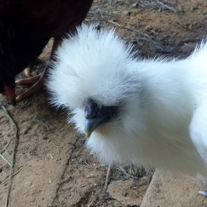 Silkie hen