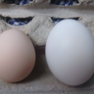 my second egg next to a large white store bought egg
