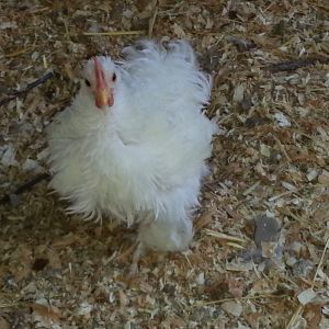 Salt, our first white Frizzle, we think she is a bantam cochin