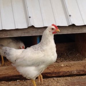 Growing fast!  Delaware Rooster