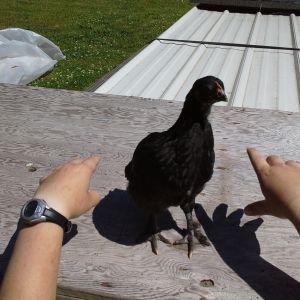 Mumbles,  the littlest one.