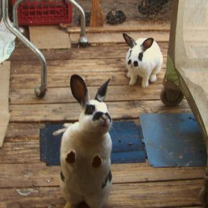 bunnies  looking  for their   treats  again ....lol..