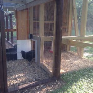 The girls keep scratching and kicking the litter out the coop door. I'm going to have to raise it a bit or add a board to raise the bottom edge to help keep it in the coop better.
