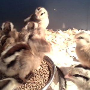 Golden Duckwing Phoenix chicks- first day home and doing well.