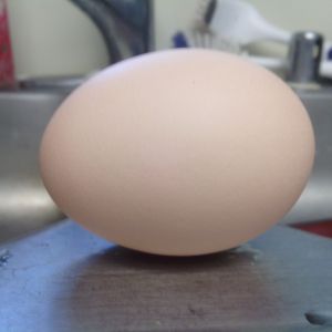 3rd egg, 12 pm, 7/2 BIG egg, found out last night it was a double yolk