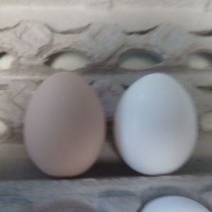 3rd egg (black sex link) next to large store bought, found out that BSL egg was double yolk