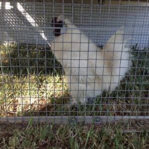 My silkie rooster Steve he is such a show off to the hens!!