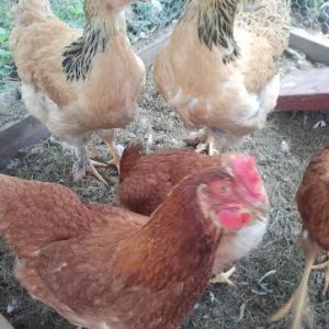 These are my ladies. Rosemary, June, and Penny are my Reds. Emma, Greta, and Olive are my Brahmas.