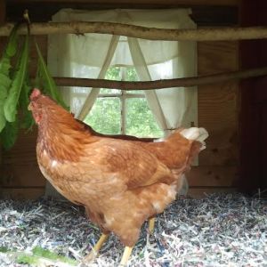 The girls had to supervise while I was cleaning the coop