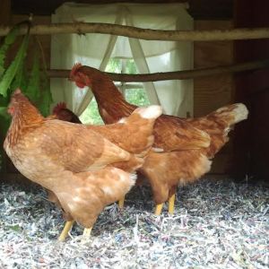 My little turds! I love these girls!