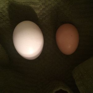 Our Chickens Egg Vs Store Bought