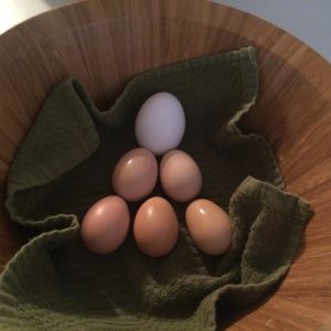 First three days of our chickens egg laying plus store bought