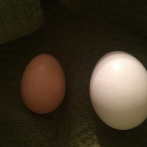 Our Chickens first egg vs store bought.