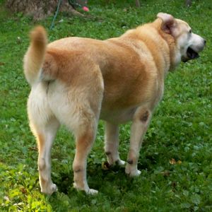 New dog, Duke, a 3 yr old mixed breed GP(FREE to good home dog)...not sure of the other breed but I'm willing to bet it's a yellow lab.  He's extremely overweight....the people said he was 190 lbs but I don't think he's that big.  Maybe 150.  I'll have him fit and lean before long.