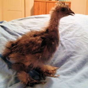 Our Blue Silkie Rain