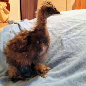 Our Blue Silkie Rain