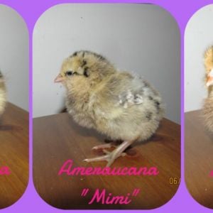 Our new Edition's!! 
Hatched May 29th Black Australorp "Liesel", & 
Hatched June 5th 4 Ameraucana "Matilda, Mimi, Annie & Selma"!!
