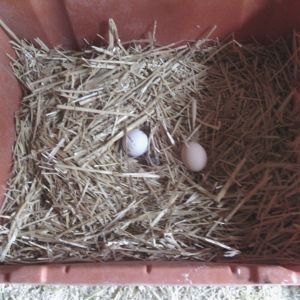 fake egg (golf ball) on left, black sex link egg on right