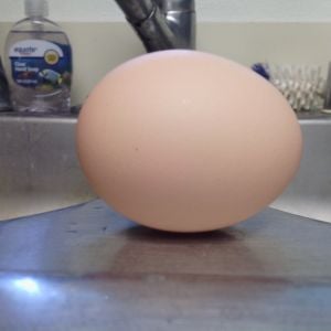 5th egg. 10:30 am, black sex link, hard shelled, small