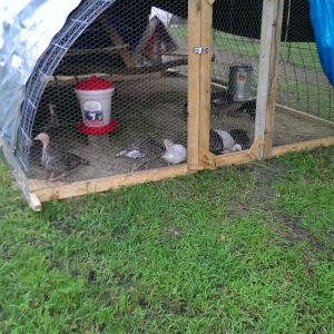 Our Turkey "Hoop Coupe". I move it every 4 days to fresh pasture. They love it.