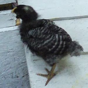 Jane @ 3 and a half weeks