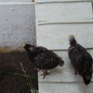 Alice and Jane
@ 3 and a half weeks