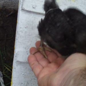 Lucy climbing onto my hand, then to my shoulder.
@ 3 and a half weeks