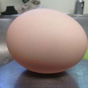 6th egg, 11am, black sex link, small