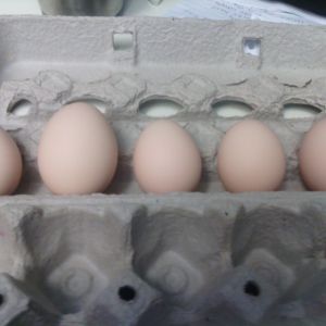 left to right, 2nd, 3rd, 4th, 5th, 6th egg. My hen has laid every day. Between the first egg to the second egg there was a 3 day lapse, but since then it's been every day.