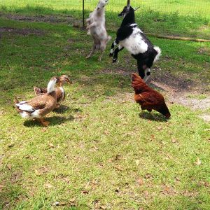 These two were putting on a show for everyone in the barnyard.