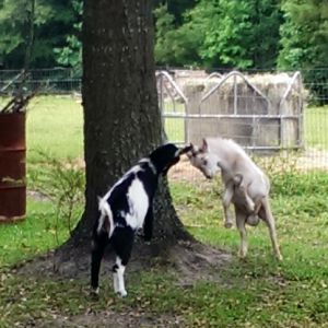 It may not look like it but they are actually playing. I think Playboy was flirting a little.