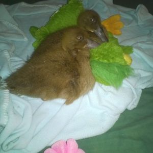 My first two ducks bedding down with a stuffed animal which was a duck as well.