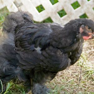 My mystery chick from McMurrary...Tyrannosaurus Silkie ????
