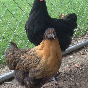 This is Maple (front) and Clover, the Australorp. I don't know what breed Maple is, but he already stopped growing........? These are some of the other chicks from the Incubator, but Clover was actuly brooded by my hen Lola!